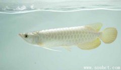 白金龍魚多少錢一條，世界上最貴的魚
