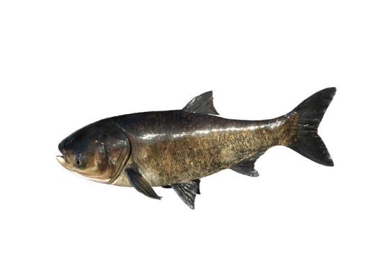淡水魚是發物嗎，淡水魚為什么魚刺多
