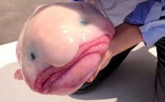 世界上最丑的魚，水滴魚渾
