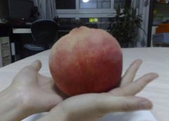 世界上最大的桃子，河北