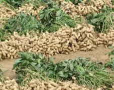 花生米多少錢一斤，一般6.5元上下一斤