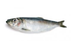 青魚是海魚還是淡水魚，青魚是一種黑色的魚