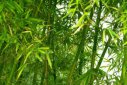 十大吉祥之樹，大家最想種