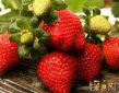 盤點殺死癌細胞最狠的水果