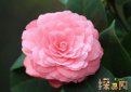 家里千萬不能養的6種花，寓