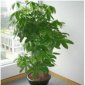 最旺宅的植物，這些植物