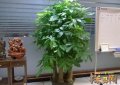 家里再窮也要養這3種花，發財樹和富貴竹伴你發財