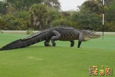 美國發現了一只活恐龍，卻只是人假扮的(烏龍事件)