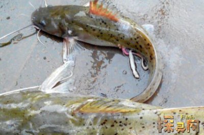 巴沙魚是世界上最臟的魚，以偏概全實際上有種類區分(鯰魚)