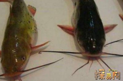 巴沙魚是世界上最臟的魚，以偏概全實際上有種類區分(鯰魚)