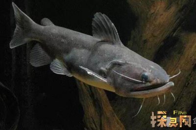 巴沙魚是世界上最臟的魚，以偏概全實際上有種類區分(鯰魚)