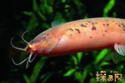 巴沙魚是世界上最臟的魚，以偏概全實際上有種類區分(鯰魚)