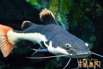 巴沙魚是世界上最臟的魚，以偏概全實際上有種類區分(鯰魚)