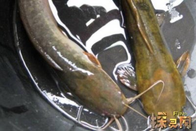 巴沙魚是世界上最臟的魚，以偏概全實際上有種類區分(鯰魚)