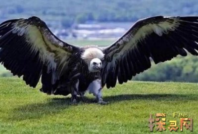 盤點十大最恐怖的鳥，泰坦鳥體高2.5米體重800斤(獵殺之王)