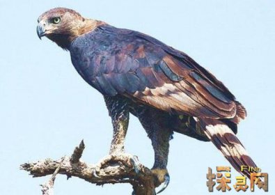 盤點十大最恐怖的鳥，泰坦鳥體高2.5米體重800斤(獵殺之王)