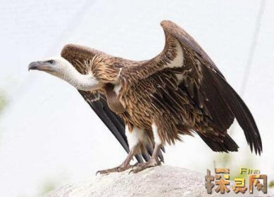 盤點十大最恐怖的鳥，泰坦鳥體高2.5米體重800斤(獵殺之王)