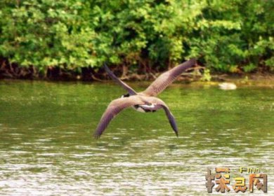 盤點十大最恐怖的鳥，泰坦鳥體高2.5米體重800斤(獵殺之王)