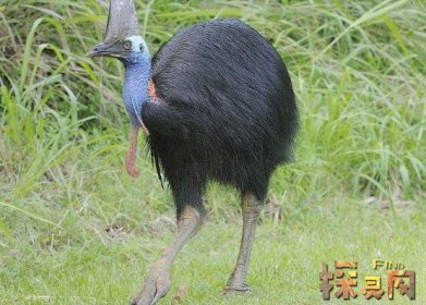 盤點十大最恐怖的鳥，泰坦鳥體高2.5米體重800斤(獵殺之王)