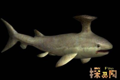 已滅絕的十大鯊魚有哪些，巨齒鯊是頂級掠食者(1500-260萬年前)