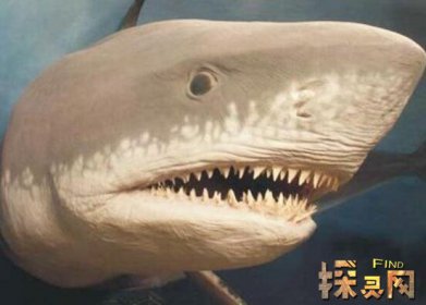 已滅絕的十大鯊魚有哪些，巨齒鯊是頂級掠食者(1500-260萬年前)