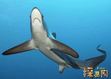 已滅絕的十大鯊魚有哪些，巨齒鯊是頂級掠食者(1500-260萬年前)