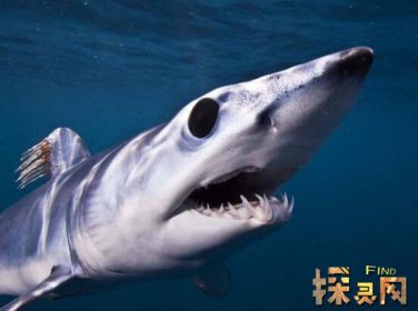 已滅絕的十大鯊魚有哪些，巨齒鯊是頂級掠食者(1500-260萬年前)