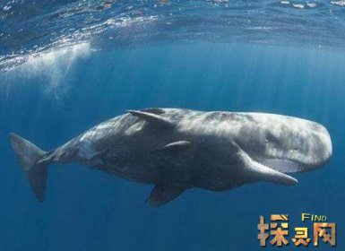 已滅絕的十大鯊魚有哪些，巨齒鯊是頂級掠食者(1500-260萬年前)