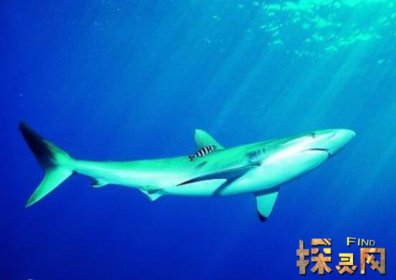 已滅絕的十大鯊魚有哪些，巨齒鯊是頂級掠食者(1500-260萬年前)