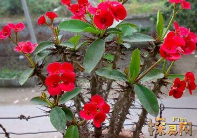 家里千萬不能養的6種花，寓意不吉祥（接觸誤食易中毒）