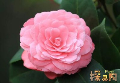 家里千萬不能養的6種花，寓意不吉祥（接觸誤食易中毒）