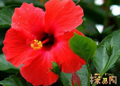 家里千萬不能養的6種花，寓意不吉祥（接觸誤食易中毒）