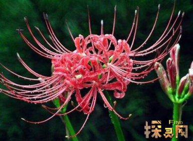 家里千萬不能養的6種花，寓意不吉祥（接觸誤食易中毒）