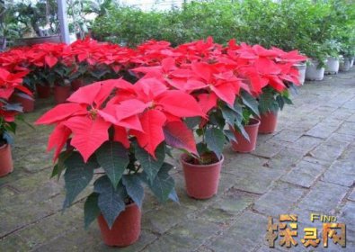 家里千萬不能養的6種花，寓意不吉祥（接觸誤食易中毒）