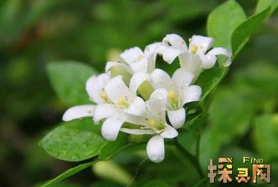 家里千萬不能養的6種花，寓意不吉祥（接觸誤食易中毒）
