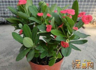 十大不吉利花排行榜，降財破財、遺失美好、招來鬼怪