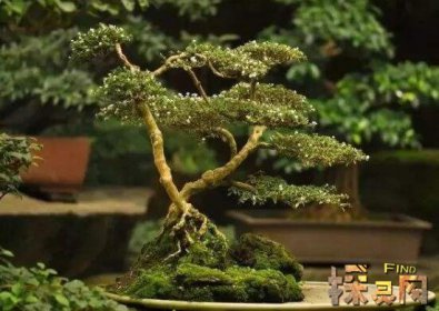 十大不吉利花排行榜，降財破財、遺失美好、招來鬼怪