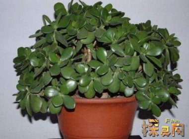 十大不吉利花排行榜，降財破財、遺失美好、招來鬼怪