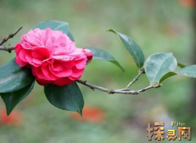 十大不吉利花排行榜，降財破財、遺失美好、招來鬼怪