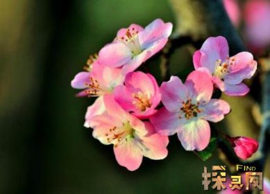 十大不吉利花排行榜，降財破財、遺失美好、招來鬼怪