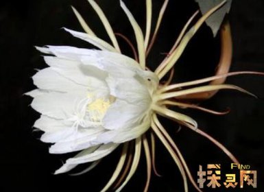 十大不吉利花排行榜，降財破財、遺失美好、招來鬼怪