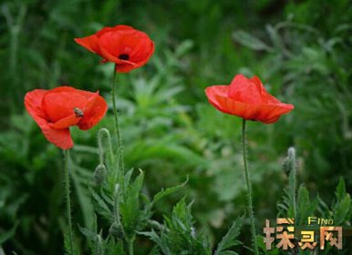 十大不吉利花排行榜，降財破財、遺失美好、招來鬼怪