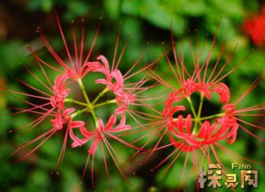 十大不吉利花排行榜，降財破財、遺失美好、招來鬼怪