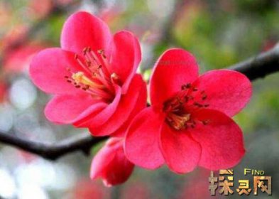 十大不吉利花排行榜，降財破財、遺失美好、招來鬼怪