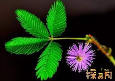 十大不吉利花排行榜，降財破財、遺失美好、招來鬼怪