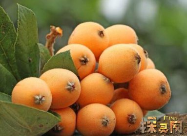 十大低糖水果排行榜，檸檬是低糖水果之王（糖分最低）