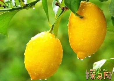 十大低糖水果排行榜，檸檬是低糖水果之王（糖分最低）