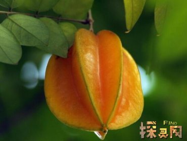 十大低糖水果排行榜，檸檬是低糖水果之王（糖分最低）