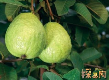 十大低糖水果排行榜，檸檬是低糖水果之王（糖分最低）
