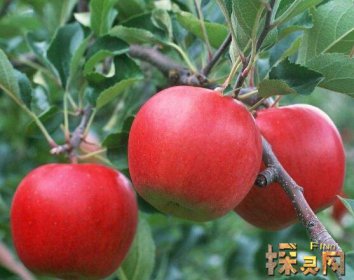 十大低糖水果排行榜，檸檬是低糖水果之王（糖分最低）